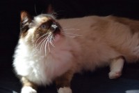 /album/nase-odchovy/ch-vivian-jantario-wittek-cz-010-jpg/